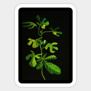 Ficus Sticker